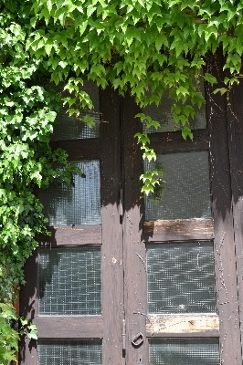 Tree plant flower window Photo