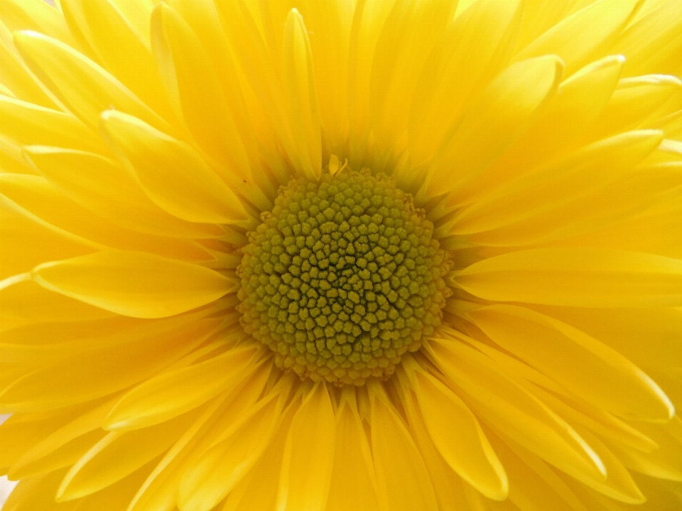 Planta flor pétalo amarillo