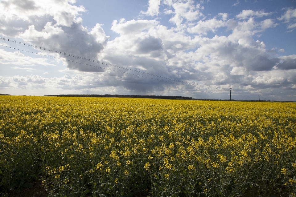 Landscape nature horizon plant