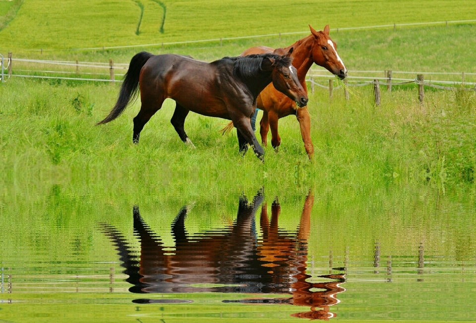 Nature herbe champ prairie
