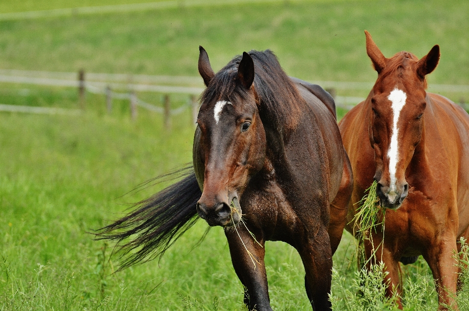 Nature herbe prairie
 jouer