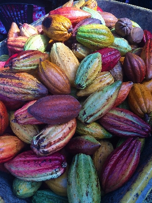 Nature plant fruit flower Photo