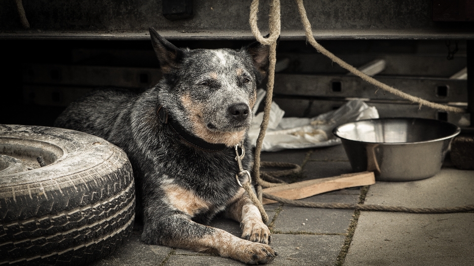 Yol eskimiş köpek yavrusu