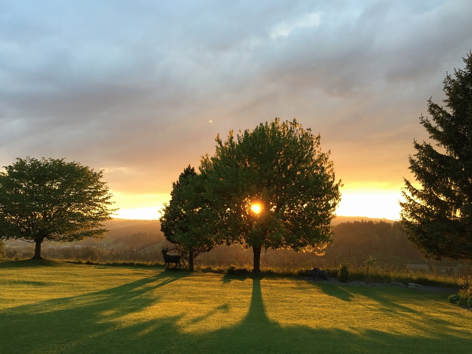 Landscape tree nature grass