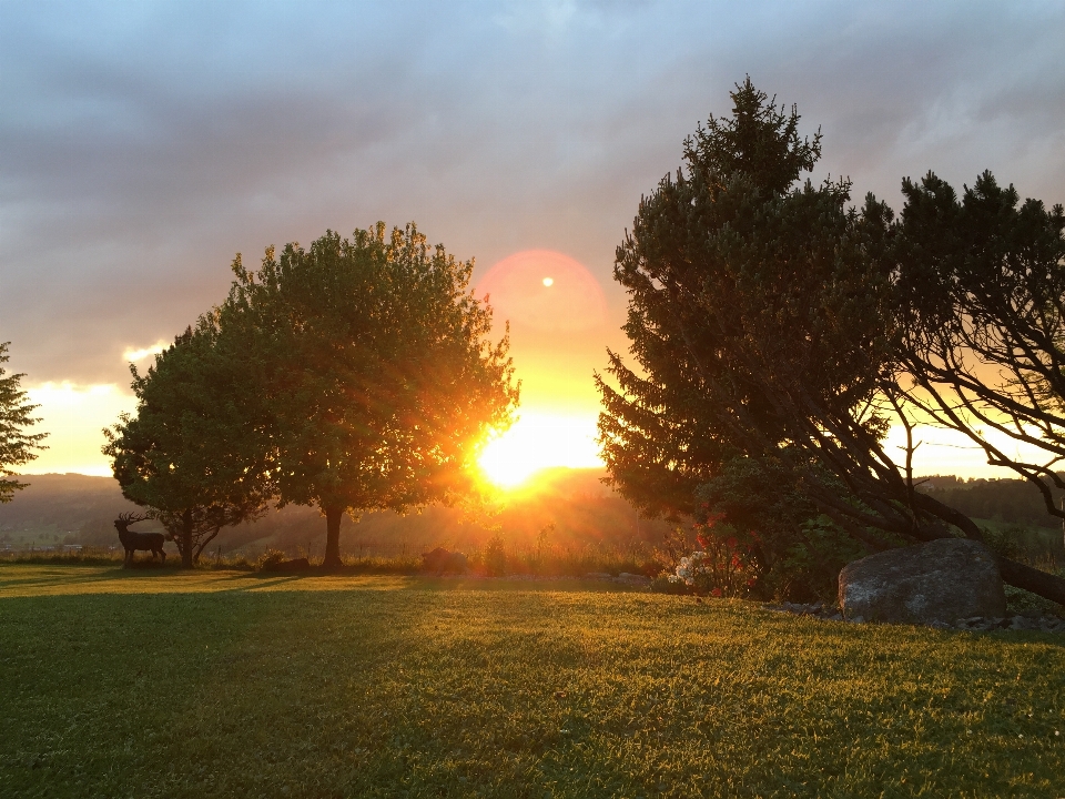 Paysage arbre nature herbe