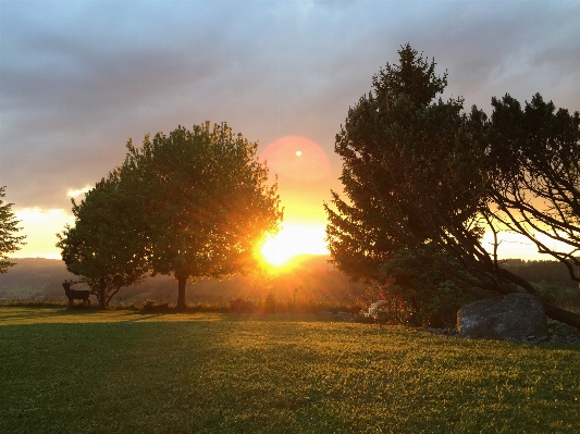 Landscape tree nature grass Photo