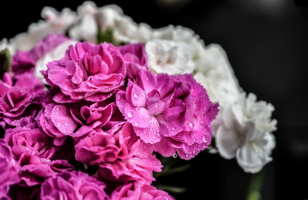 Nature blossom plant photography Photo