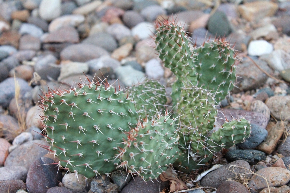 Rock cactus
 pianta deserto