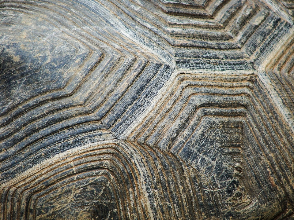 Nature rock wood texture