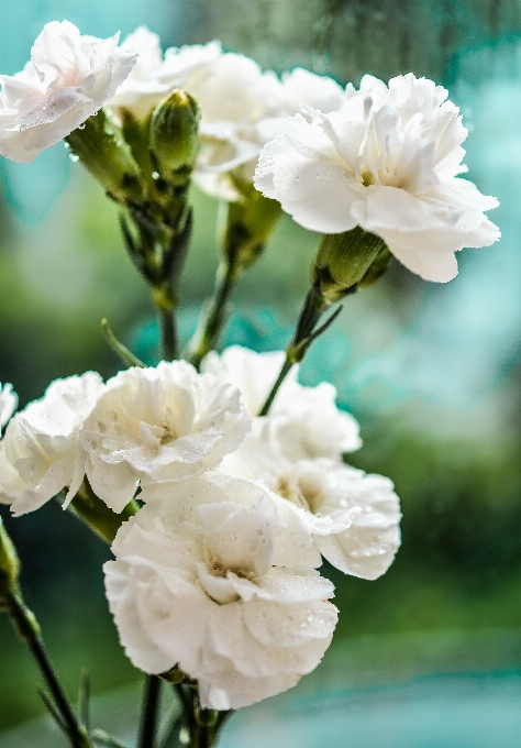 自然 ブランチ 花 植物