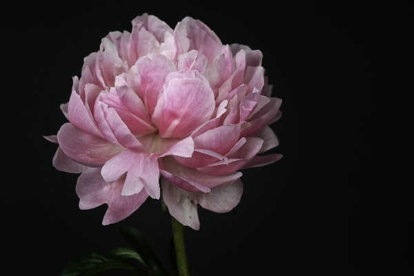 Foto Natura fiore pianta bianco