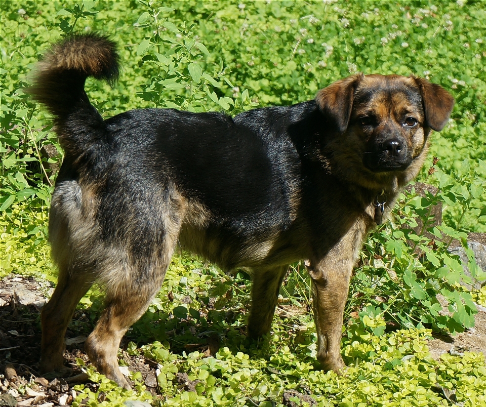 自然 草原
 子犬 犬