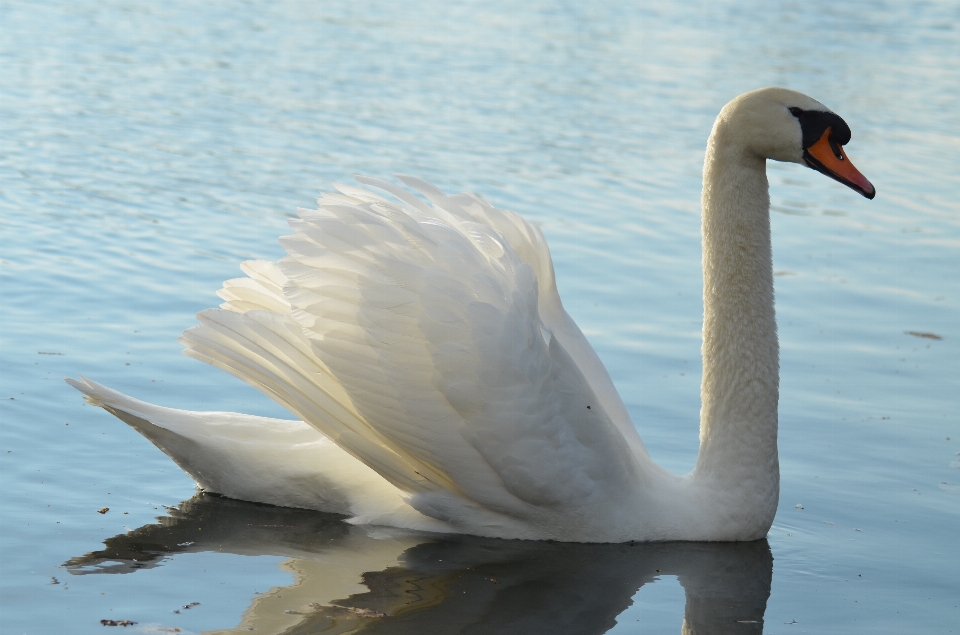 Acqua natura uccello ala