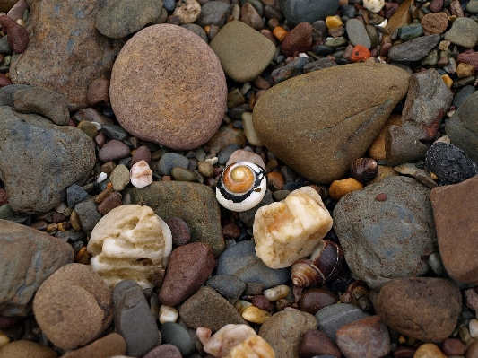 自然 rock 木 螺旋 写真