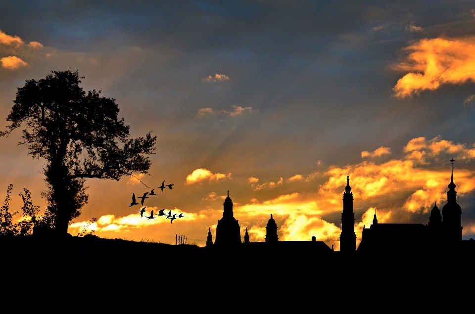 Tree horizon silhouette cloud