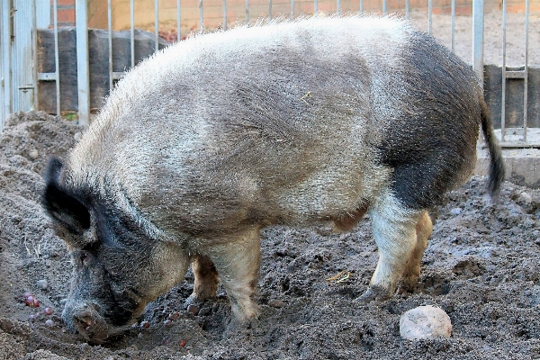 Foto Liar kebun binatang mamalia fauna