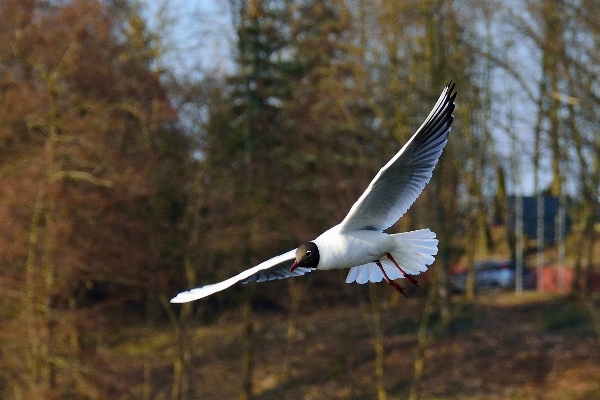 Foto Alam burung sayap langit