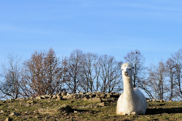 Foto Albero natura uccello bianco