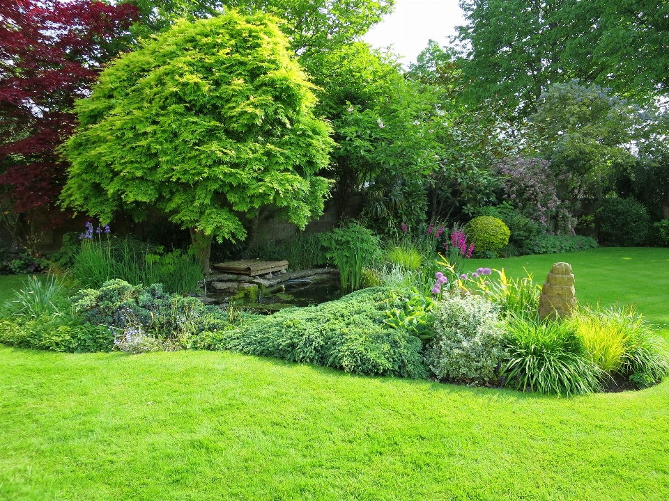 Tree grass plant lawn