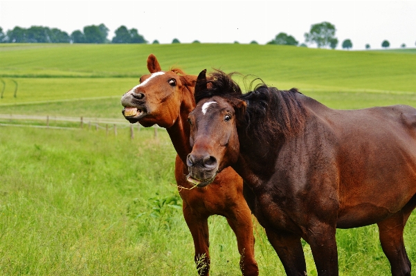 Nature grass meadow prairie Photo