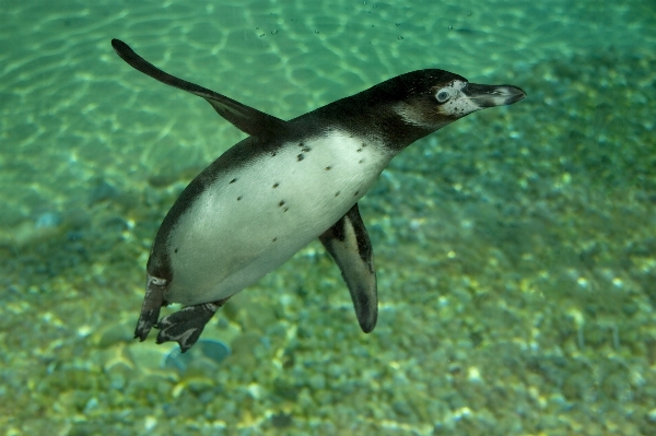 Photo Mer oiseau animal faune