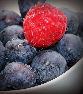 Blossom plant raspberry fruit Photo