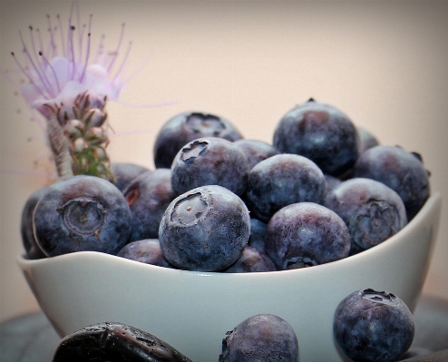 Blossom plant fruit berry Photo