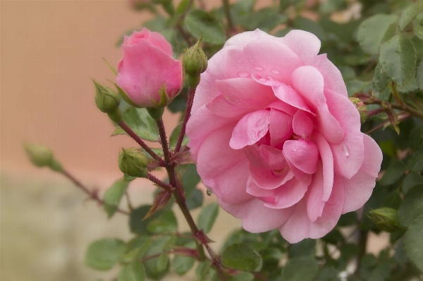 Nature blossom plant flower Photo