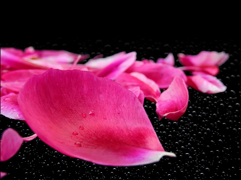 Plant photography leaf flower