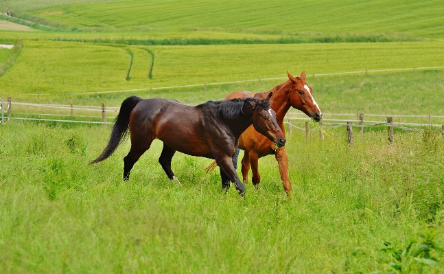 Nature grass field farm Photo