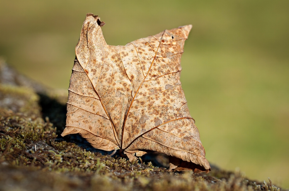 árbol naturaleza rama planta