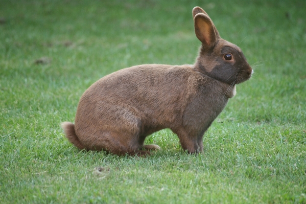 Grass animal wildlife pet Photo