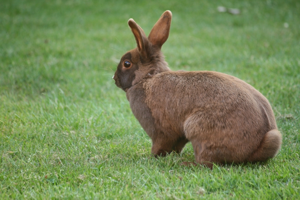 Erba prateria
 animale animali selvatici