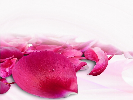 Blossom plant flower petal Photo