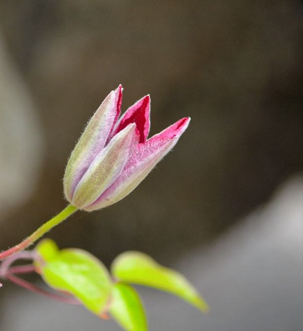 Mekar tanaman fotografi daun