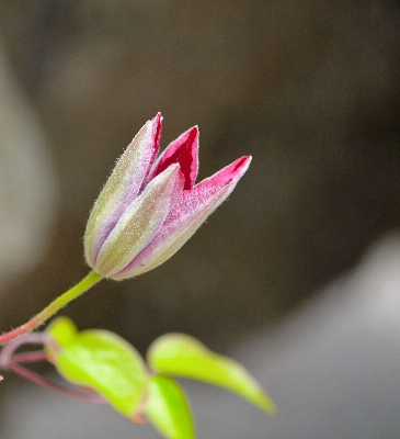 Blossom plant photography leaf Photo