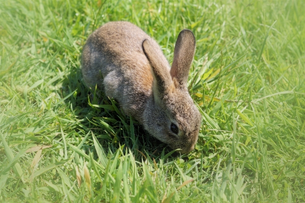 Foto Erba prateria
 animali selvatici pascolo
