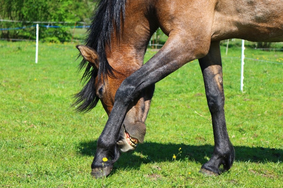 Pasture grazing horse mammal