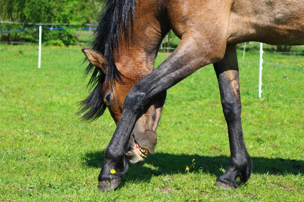 Pasture grazing horse mammal Photo