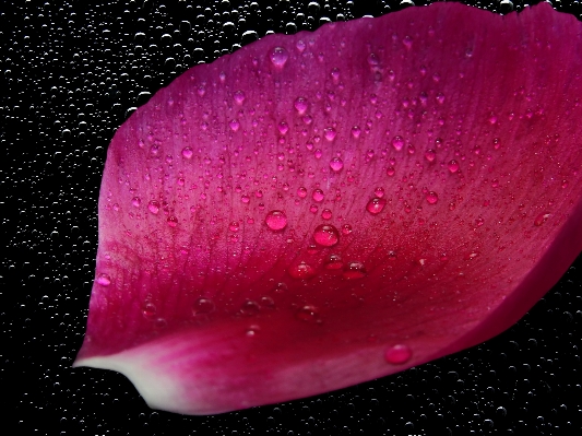 Blossom dew plant leaf Photo