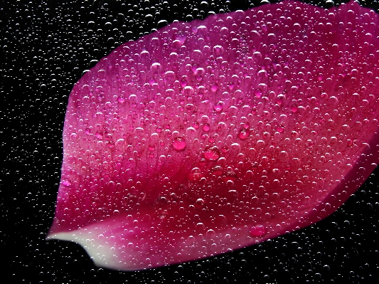 Blossom dew plant leaf Photo