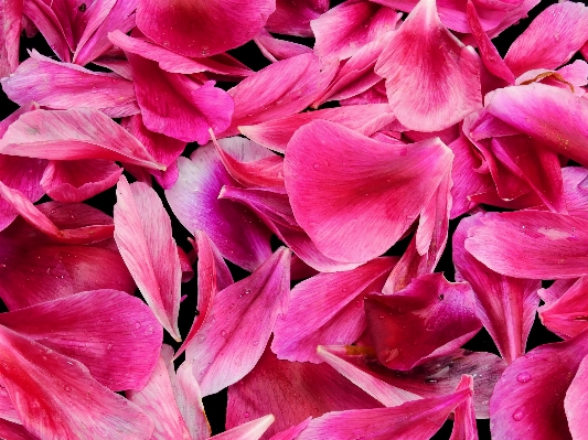 Blossom plant flower petal Photo