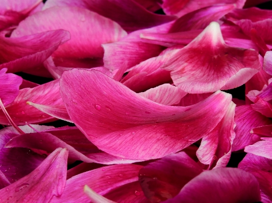 Blossom plant leaf flower Photo