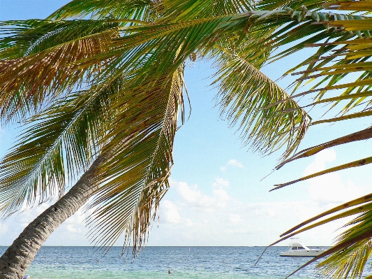 Beach sea coast tree Photo