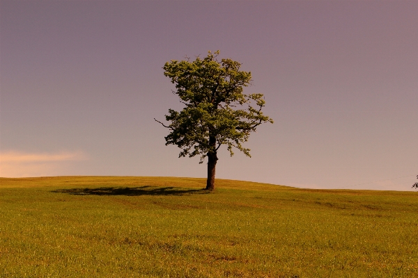 Landscape tree nature grass Photo