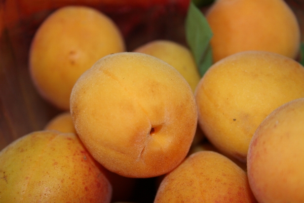 Anlage frucht essen produzieren Foto