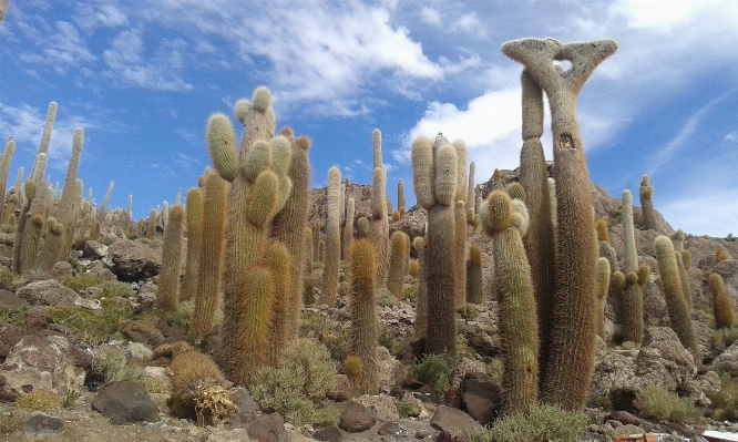 Foto Paisagem natureza cacto
 plantar