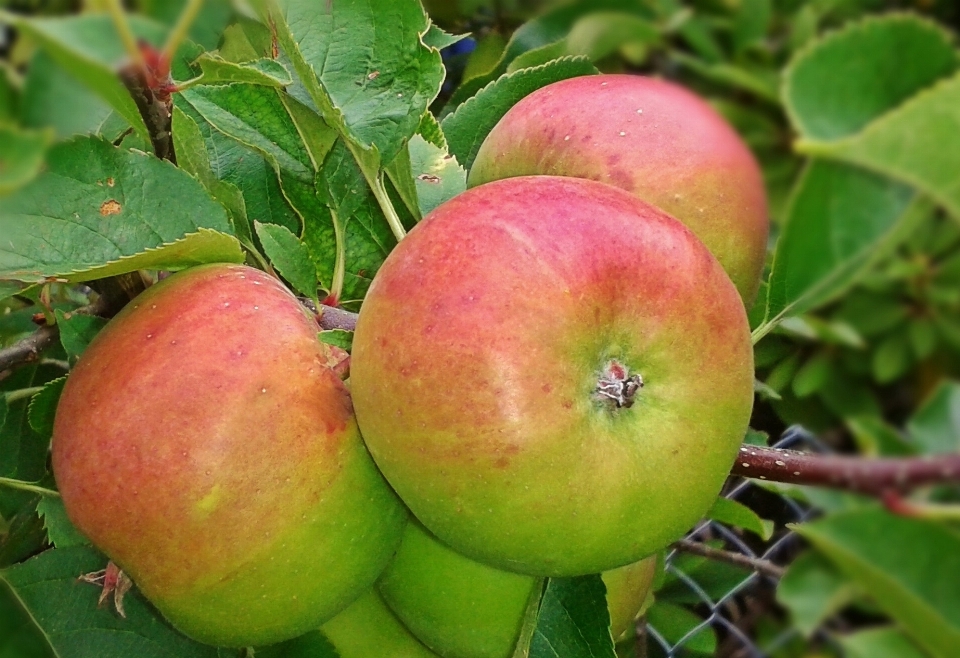 Apple plant fruit flower