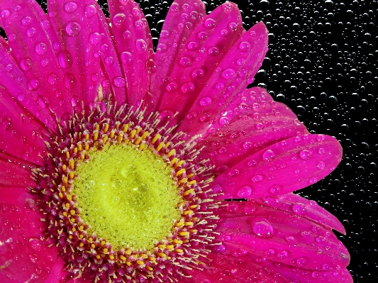 Water nature blossom dew Photo