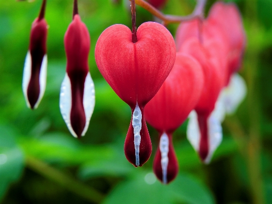 Nature blossom plant leaf Photo